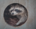 Emmy the raccoon at Dogue Hollow Wildlife Sanctuary
